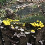 最初の邂逅（6月29日）