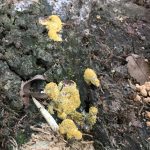 ススホコリの子実体。指で触ったところは黄色い表面が剥がれて茶色の胞子が見えている。（7月6日）