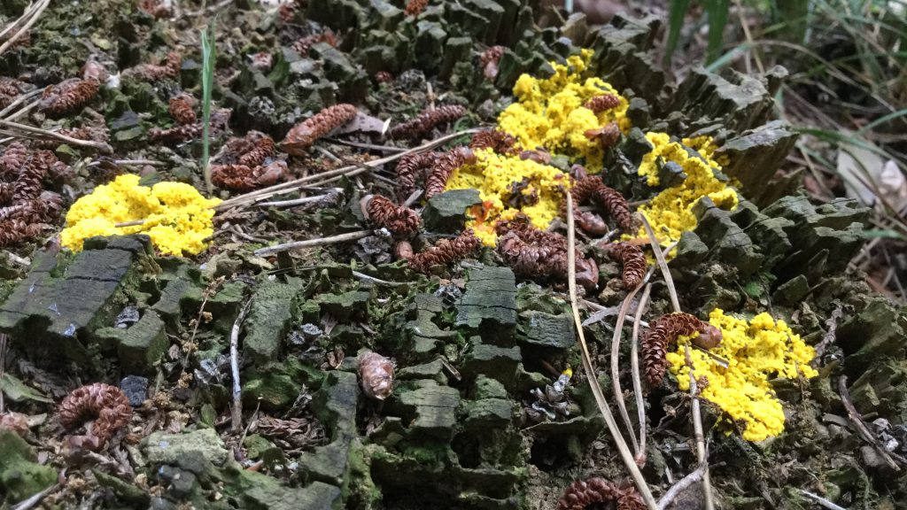 ススホコリの移動体