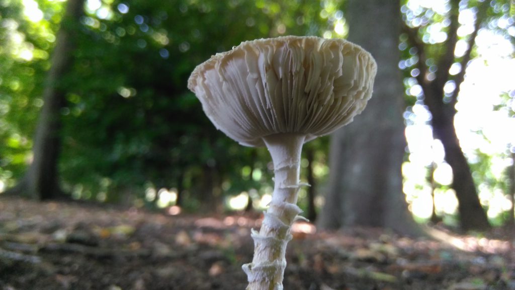 つくばはきのこだらけ